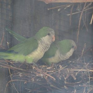 Monk parakeets (Myiopsitta monachus), 2024-08-21