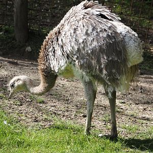 Lesser rhea (Rhea pennata), 2024-08-21