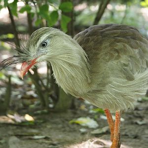 Red-legged seriema (Cariama cristata), 2024-08-21