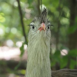 Red-legged seriema (Cariama cristata), 2024-08-21