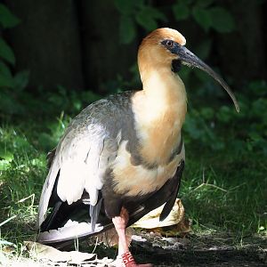 Black-faced ibis (Theristicus melanopis), 2024-08-21