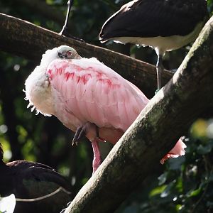 Roseate spoonbill (Platalea ajaja), 2024-08-21