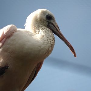 Juvenile Roseate spoonbill (Platalea ajaja), 2024-08-21