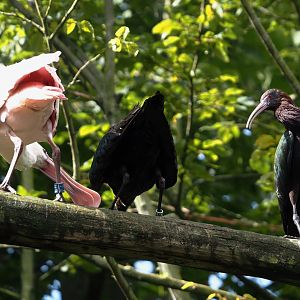 Roseate spoonbill (Platalea ajaja) and Puna ibises (Plegadis ridgwayi), 2024-08-21