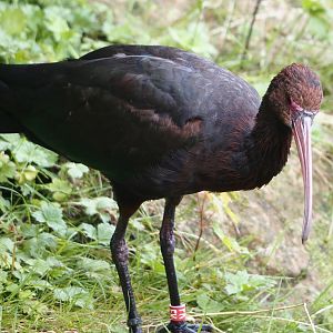 Puna ibis (Plegadis ridgwayi), 2024-08-21
