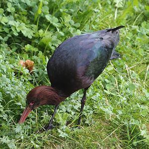 Puna ibis (Plegadis ridgwayi), 2024-08-21