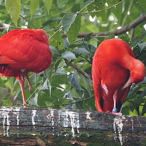 Scarlet ibises (Eudocimus ruber), 2024-08-21
