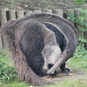 Giant anteater (Myrmecophaga tridactyla), 2024-08-21