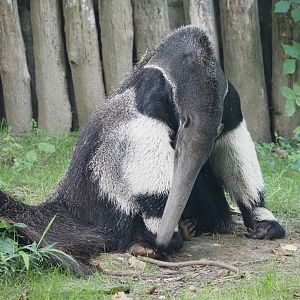 Giant anteater (Myrmecophaga tridactyla), 2024-08-21