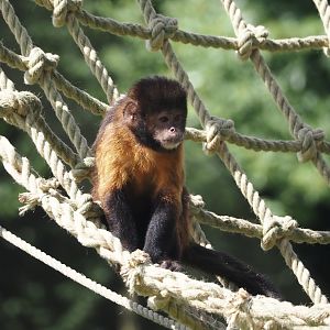 Yellow-breasted capuchin (Sapajus xanthosternos), 2024-08-21