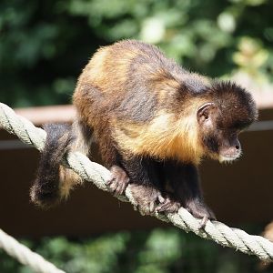 Yellow-breasted capuchin (Sapajus xanthosternos), 2024-08-21