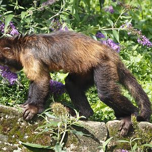 Yellow-breasted capuchin (Sapajus xanthosternos), 2024-08-21