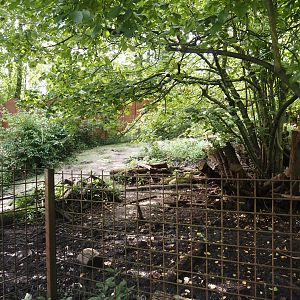 Southern white-lipped peccary exhibit within the squirrel monkey forest, 2024-08-21