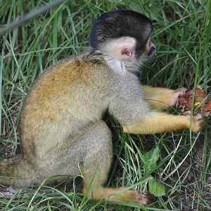 Bolivian squirrel monkey (Saimiri boliviensis boliviensis), 2024-08-21