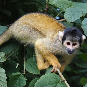 Bolivian squirrel monkey (Saimiri boliviensis boliviensis), 2024-08-21