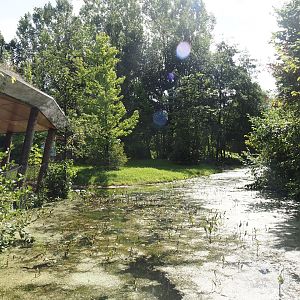 Western lowland gorilla and Black crested mangabey house with visitor gallery and part of new mountain bongo exhibit, 2024-08-21