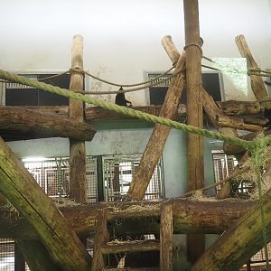 Part of Western lowland gorilla and Black crested mangabey indoor housing, 2024-08-21
