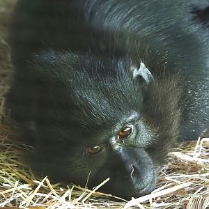 Black crested mangabey (Lophocebus aterrimus), 2024-08-21