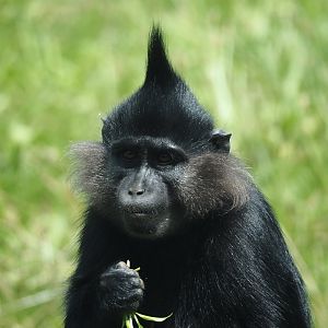 Black crested mangabey (Lophocebus aterrimus), 2024-08-21