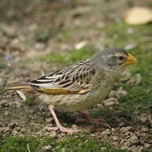 Red-billed quelea (Quelea quelea), 2024-08-21