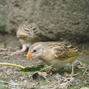 Red-billed quelea (Quelea quelea), 2024-08-21