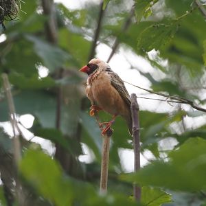 Red-billed quelea (Quelea quelea), 2024-08-21
