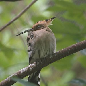 Eurasian hoopoe (Upupa epops), 2024-08-21