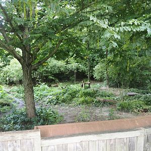 Bat-eared fox exhibit, 2024-08-21