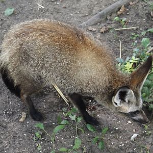 South African bat-eared fox (Otocyon megalotis megalotis), 2024-08-21