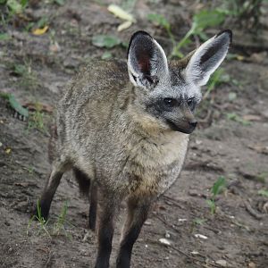 South African bat-eared fox (Otocyon megalotis megalotis), 2024-08-21