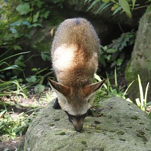 South African bat-eared fox (Otocyon megalotis megalotis), 2024-08-21