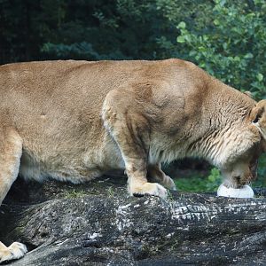 African lioness (Panthera leo) with ostrich egg, 2024-08-21