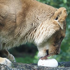 African lioness (Panthera leo) with ostrich egg, 2024-08-21