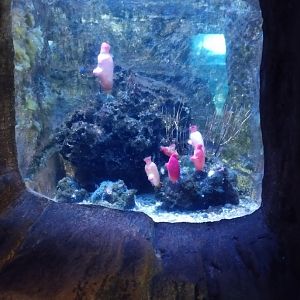 Aquarium example