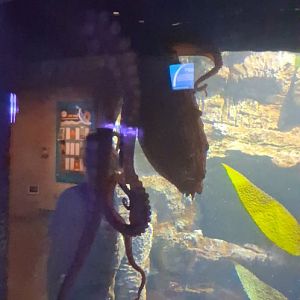 Giant pacific octopus