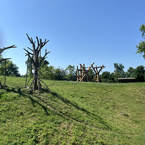 New Climbing Structure in Chimpanzee Habitat - July 2025