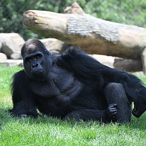 Tropical Forests - Silverback gorilla