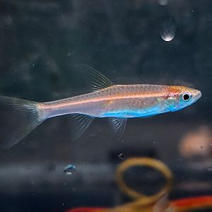 Glowlight Rasbora (Trigonopoma pauciperforatum)