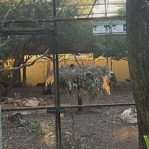 Nesting Black-Necked Stalk