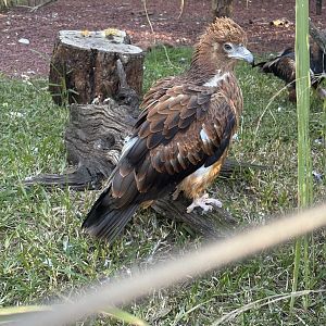 Black-Breasted Buzzard Fledgling