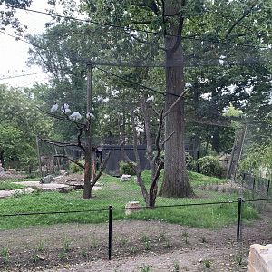 Oriental Stork aviary
