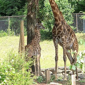 New Masai Giraffe Calf - Greenville Zoo