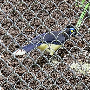 Plush-Crested Jay-Greenville Zoo