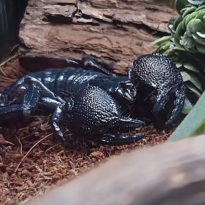 Emperor Scorpion-Greenville Zoo