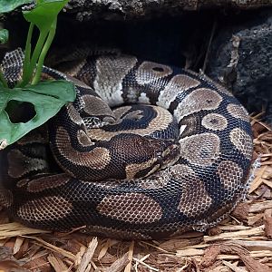 Ball Python  - Greenville Zoo