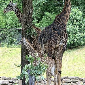 Masai Giraffe Family  - Greenville Zoo