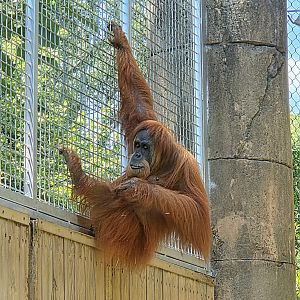Sumatran Orangutan  - Greenville Zoo