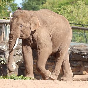 Asian Elephant 'Anjan'