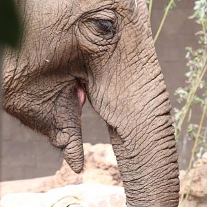 Asian Elephant 'Elizabeth'