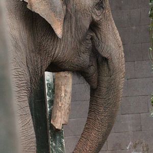 Asian Elephant 'Karishma'